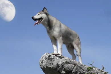 Gray Wolf Wallpapers   Animal Wallpapers