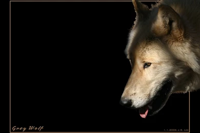 Grey Wolf Wallpapers By SteelJaw On DeviantArt