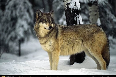 Wolf Picture, Wolf Desktop Wallpaper, Free Wallpapers, Download ...