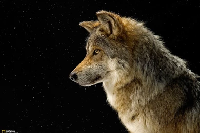 Mexican Gray Wolf Picture, Wallpapers   National Geographic Photo ...