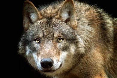 Gray Wolf   (