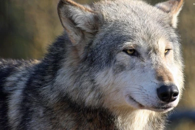 Gray wolf 47133 2560x1600.jpg