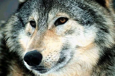 Up Close   Wolves Wallpapers (7896534)   Fanpop