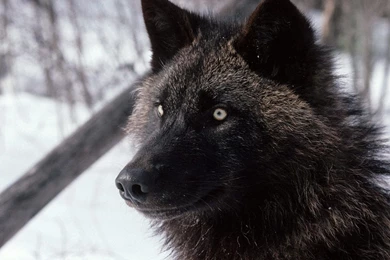 Gray Wolf Wallpapers 22 Photos Of Download Gray Wolf Wallpapers: By ...