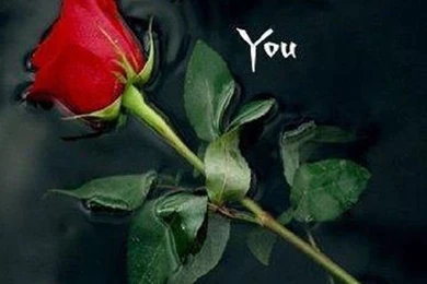 Free Mobile Phone Wallpapers Download ~ Toptenpack.com