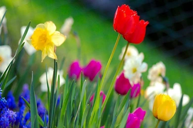 Spring Time Wallpapers   Crazy Frankenstein