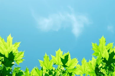 Spring Leaves Wallpapers 2   Crazy Frankenstein