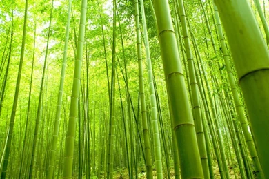 Gallery For   Hd Bamboo Wallpapers