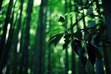 Takeyumi Computer Wallpapers, Desktop Backgrounds