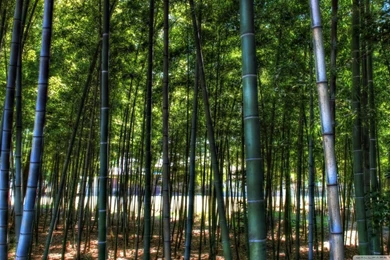 Inside The Bamboo Forest HD Desktop Wallpapers : High Definition ...