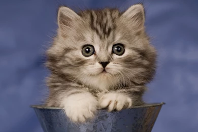 Images about cats wallpaper.jpg