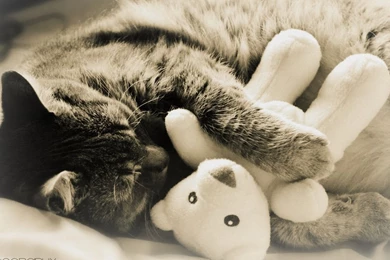 Animated Pictures Of Cats   HD Wallpapers And Pictures