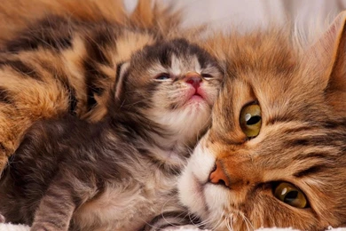 Cats: Kittens Napping Kitten Cute Paws Cap Desktop Images For HD ...