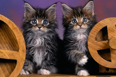 Maine Coon Cats Wallpapers