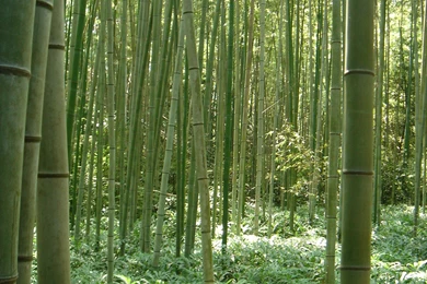 Bamboo Wallpapers HD