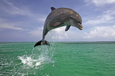 Dolphin Desktop Wallpapers