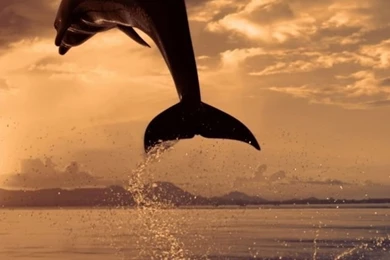 Jumping Dolphin HD Desktop Wallpapers : High Definition ...