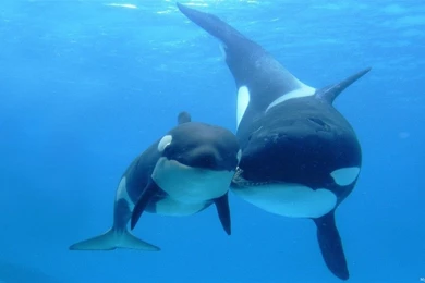 Dolphin Hd Wallpapers Pictures 16