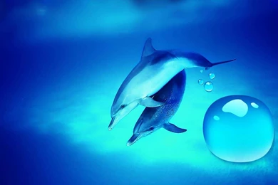 Dolphin Live Hd Wallpapers 3D