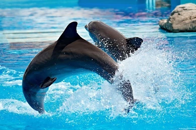 Dolphin Hd Wallpapers Photos
