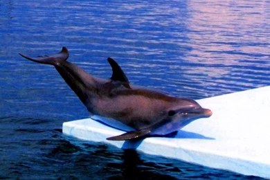 Gallery For   Dolphin High Resolution Wallpapers