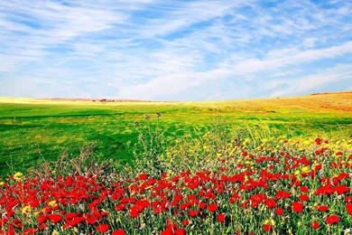 Beautiful World Wallpaper: Field Of Flowers Wallpapers