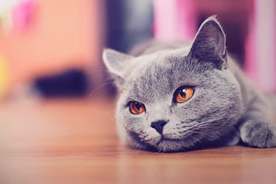 Gallery For   Hd Cute Cat Wallpapers