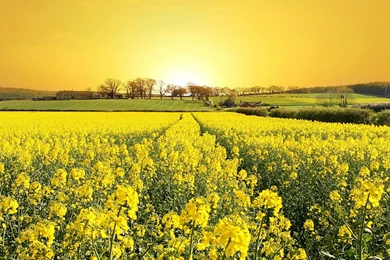 Gallery For   Nature Wallpapers Field Of Flowers