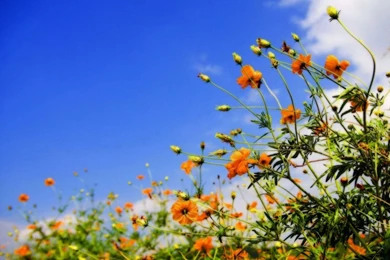 Flower Field 1280x800 Wallpapers, 1280x800 Wallpapers & Pictures ...