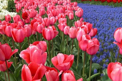 Tulips   Flower Wallpapers   Page 3   Crazy Frankenstein