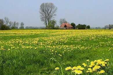 Wallpapers Flowery Fields Field Of Flowers Hersenspinsels Nl Right ...