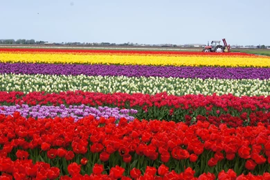 Tulip Fields Tulips Field Flower Flowers Wallpapers