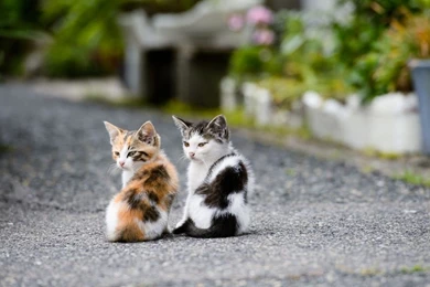 Two Cute Cat Wallpapers Hd Cute Cat Wallpapers