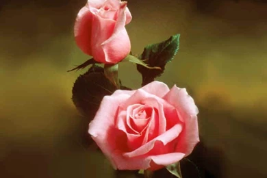 Wallpapers Of Roses   Roses Wallpapers (9429405)   Fanpop