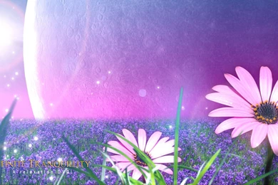 Wallpapers Of Flowers: Download Wallpapers Of Flowers