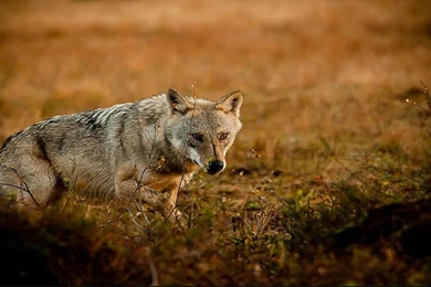 Gallery For   Hunting Design Wallpapers