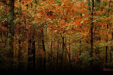 Gallery For   Desktop Wallpapers Resources