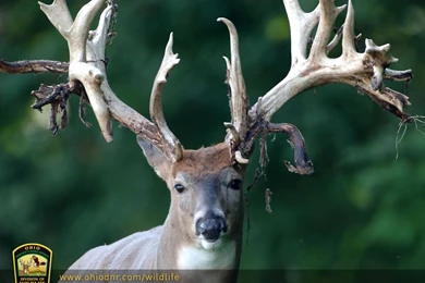 Gallery For   Deer Hunting Wallpaper Backgrounds