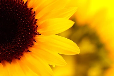 Pretty Sunflower With Yellow Petals HD Desktop Mobile Wallpapers ...