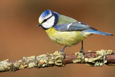 Animal Wallpapers Hd