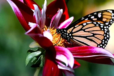 Laptop 3d Wallpapers Free Download