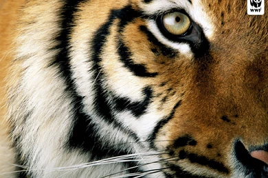 Tigers Wallpapers   57279