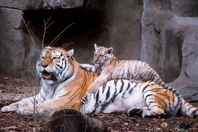 Tiger Wallpapers   Tigers Wallpapers (9981618)   Fanpop