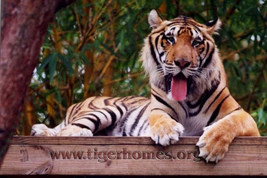 Tiger Desktop Wallpapers   White Tiger   Bengal And Siberian Tigers ...