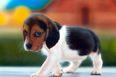 Puppy Wallpapers