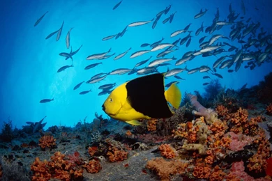 Gallery For   Free Desktop Wallpaper Backgrounds Widescreen