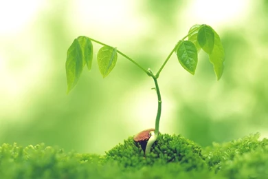 Wild Plant Desktop Wallpapers