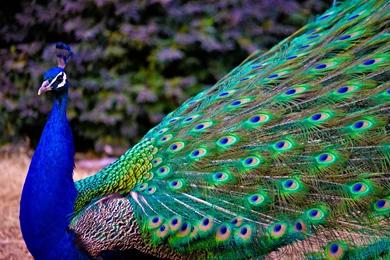 Birds peacock picture free download wallpaper.jpg