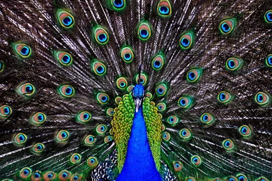 Peacock Wallpapers 24 Best Wallpapers Collection