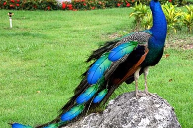 Nice Peacock Images Free Download ~ Allfreshwallpapers